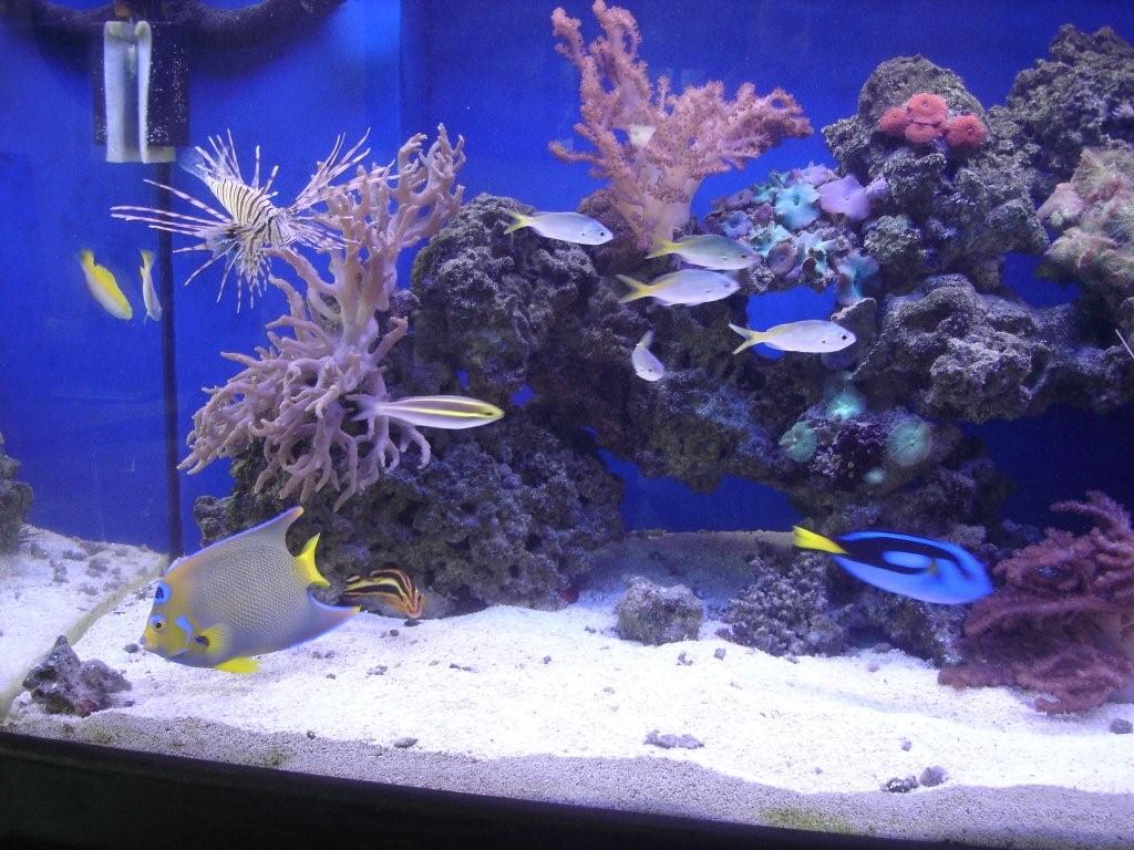 Extreme Aquarium Home